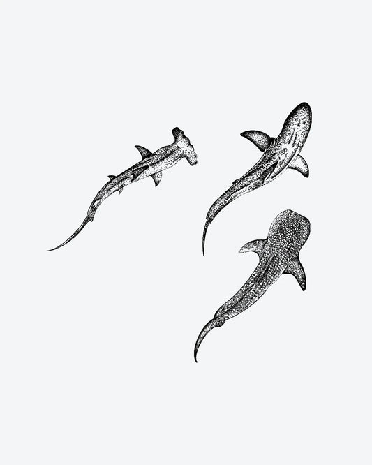 Shark Trio semi-permanent tattoo design by INKY – Fine Line, Whale, Shark, Dotwork, Ocean illustration, 3 x 3 in (7x7 cm), available at inkytatt.com